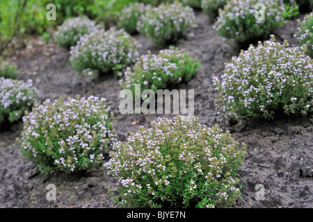 Giardino / timo serpillo comune / Tedesco timo (Thymus vulgaris) in fiore nel giardino di erbe aromatiche Foto Stock