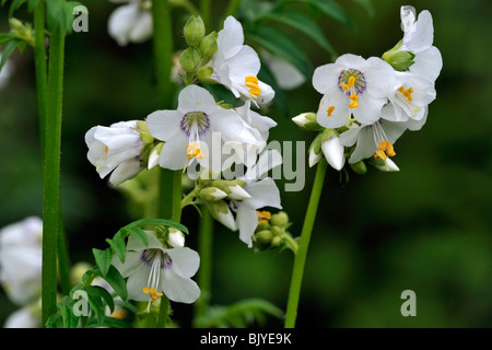 La scala di Giacobbe / Greco di Valeriano (Polemonium caeruleum) in fiore in primavera Foto Stock