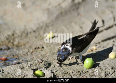 Casa comune martin (Delichon urbicum / Delichon urbica) raccolta di fango per la nidificazione Foto Stock