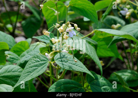 Fagiolo comune (Phaseolus vulgaris) in fiore, Belgio Foto Stock