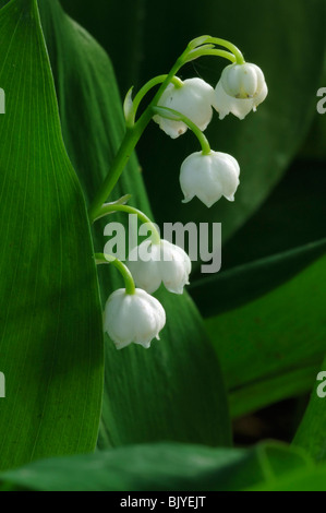 Il giglio della valle / Lily-di-il-valle (convallaria majalis) in fiore in primavera Foto Stock