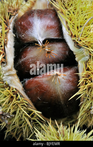 Close-up dei cupules spinosa contenente dadi del dolce castagno (Castanea sativa) Foto Stock