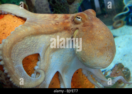 Un polpo su una scogliera di corallo Foto Stock