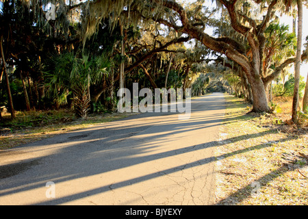 Una strada attraverso Myakka River State Park in Florida USA Foto Stock