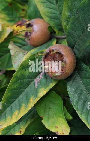 Comune (Nespola Mespilus germanica) mostra frutta / pomes Foto Stock