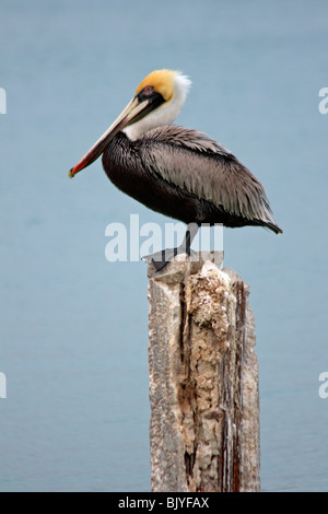 Un Pellicano marrone su un post in Florida USA Foto Stock