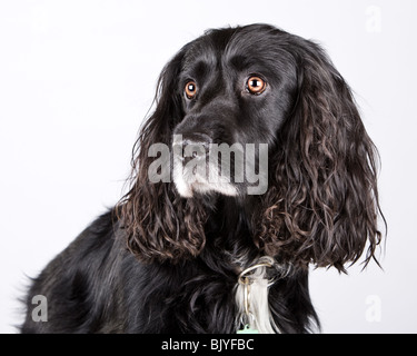 Colpo isolato di un bel Cocker Spaniel Foto Stock