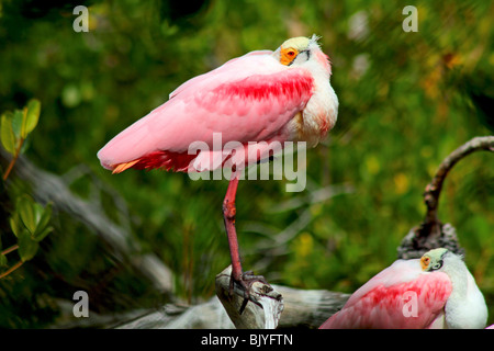 Sleeping roseate spatole Foto Stock