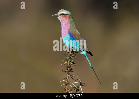 Lilla-breasted rullo (Coratias caudata) appollaiato su un ramo, Sud Africa Foto Stock