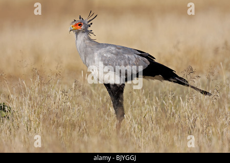 Segretario bird (Sagittarius serpentarius), passeggiate in prati, Sud Africa Foto Stock