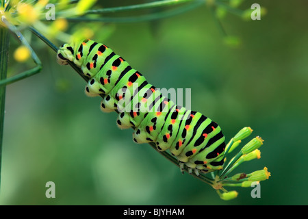 Caterpillar sul ramo di aneto DOF poco profondo Foto Stock