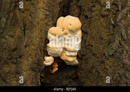 Fungo, funghi che crescono su un ceppo di albero Foto Stock