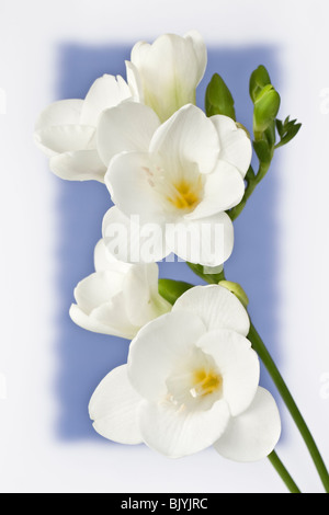 White Fresia sfocato sfondo blu Foto Stock