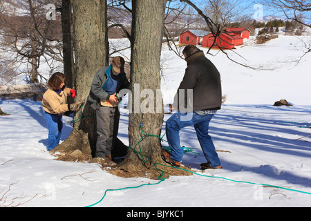 Installare il tubo, Zucchero d'acero Farm, Hightown, Virginia Foto Stock