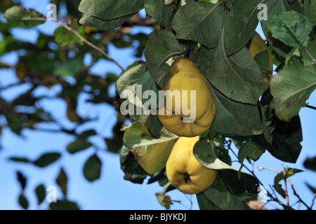 Le mele cotogne Frutta su tree (Cydonia oblonga), Belgio Foto Stock