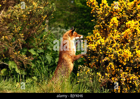 Fox sulle zampe posteriori cercando in gorse bush. Foto Stock