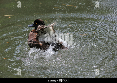 Femmina di moretta (Aythya fuligula) spruzzi ali in acqua, Germania Foto Stock