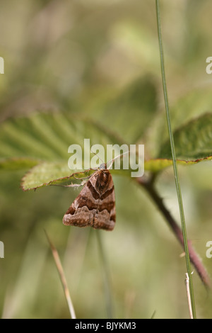 Burnett Companion (Euclidia glyphica) moth Foto Stock