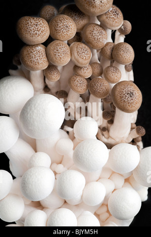 Shimenji esotici funghi giapponesi vicino fino in studio di impostazione Foto Stock