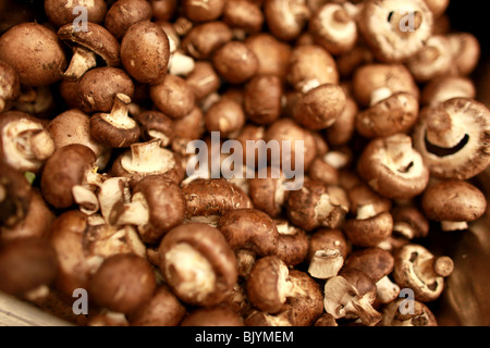 Un sacco di Cremini o Baby Bella piccola Portobella funghi in un cassonetto. Potrebbe essere in un mercato o un ristorante. Foto Stock