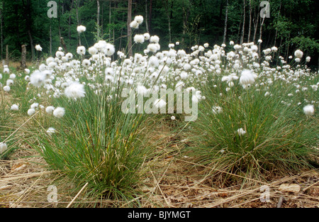 Cottongrass (Eriophorum vaginatum) Foto Stock