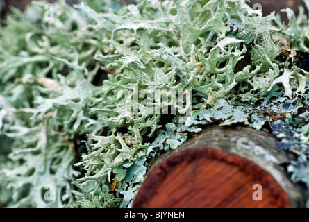 Questa è una foto macro di lichene verde muschio su un pezzo tagliato di alder legno albero. Intenzionalmente sfocate su lati per attirare l'attenzione. Foto Stock