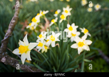 Giunchiglie Foto Stock