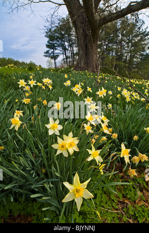 Jonquils Foto Stock