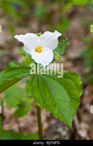 Grandi trillium fiorito Foto Stock