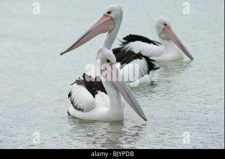 Australian pellicani (Pelecanus conspicillatus) sulle acque di Island Beach, Kangaroo Island, Sud Australia Foto Stock