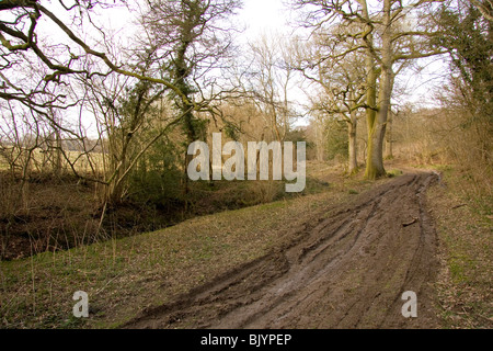 muddy track through English woodland Foto Stock