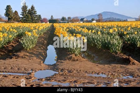 Questo grande e bel campo è in piena fioritura con colore giallo brillante narcisi su una soleggiata giornata di primavera dopo la pioggia con pozzanghere. Foto Stock