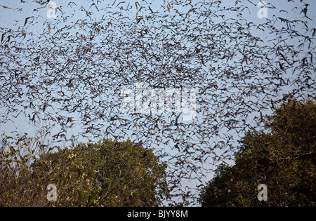 Freetail messicano pipistrelli Tadarida brasiliensis in volo da Bracken Grotta Texas USA Foto Stock