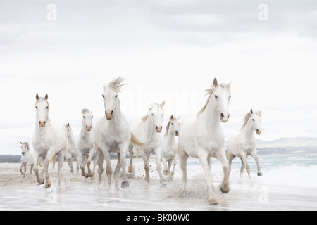 I cavalli bianchi sulla spiaggia Foto Stock