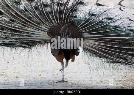Peafowl indiano, Pavone, o uccello di Juno (Pavo cristatus) nel zoo di Mosca. Foto Stock