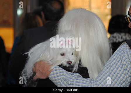 Bianco donna dai capelli con West Highland White Terrier Foto Stock