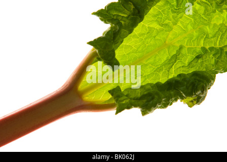 Appena raccolte stocchi di rosa di forzata di rabarbaro (Rheum rhabarbarum). Il South Yorkshire, Inghilterra Foto Stock