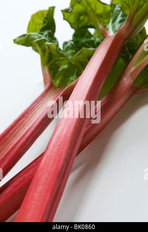 Appena raccolte stocchi di rosa di forzata di rabarbaro (Rheum rhabarbarum). Il South Yorkshire, Inghilterra Foto Stock