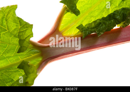 Appena raccolte stocchi di rosa di forzata di rabarbaro (Rheum rhabarbarum). Il South Yorkshire, Inghilterra Foto Stock