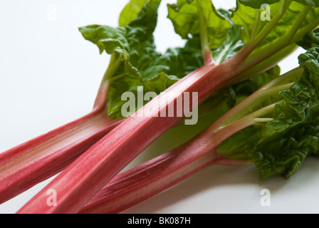 Appena raccolte stocchi di rosa di forzata di rabarbaro (Rheum rhabarbarum). Il South Yorkshire, Inghilterra Foto Stock