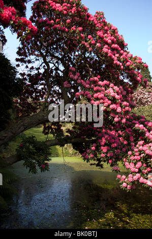 Rosa a sbalzo rododendri su un lago alla Lost Gardens of Heligan in Cornovaglia su una soleggiata giornata di primavera. Foto Stock