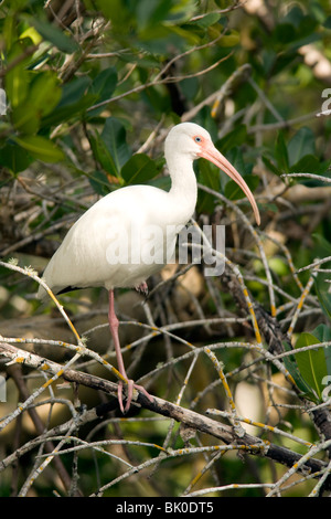 Bianco - Ibis J.N. Ding Darling National Wildlife Refuge - Sanibel Island, Florida USA Foto Stock