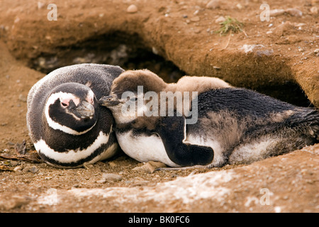 Magellanic Penguin - Isola di Magdalena, nei pressi di Punta Arenas, Cile Foto Stock