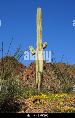 Cactus Saguaro (Carnegiea gigantea), e il messicano papaveri, (Argemone mexicana), montagne di Tucson, Tucson, Arizona, Stati Uniti. Foto Stock