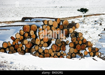 Raccolto di log.Scottish Borders.la Scozia. Regno Unito Foto Stock