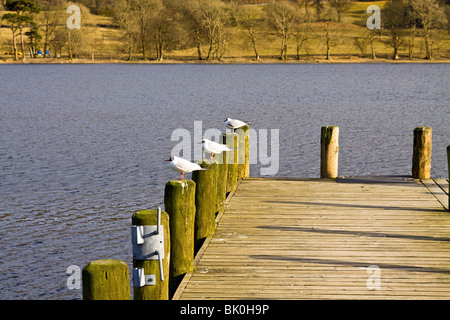 Testa nera Gabbiani seduti sui montanti di un molo sul Lago di Coniston in Cumbria Foto Stock