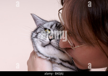 British Shorthair tomcat Foto Stock