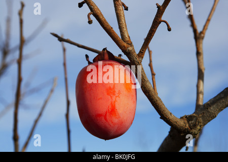 Persimmon frutti sugli alberi settore agricoltura Foto Stock