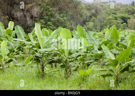 Piantagione di banane sul precedentemente rain forest area coperta nel Daintree, Queensland, Australia. Foto Stock