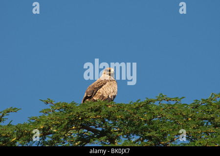 Bruno Eagle Aquila rapax seduto su treetop Foto Stock